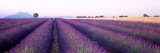 Buy Lavender Field, Plateau De Valensole, France at AllPosters.com