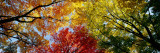 Farbenprächtige Bäume im Herbst, Ansicht von unten Fotografie-Druck