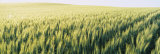 Buy Field of Barley, Whitman County, Washington State, USA at AllPosters.com