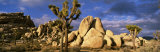 Buy Joshua Tree National Park, California, USA at AllPosters.com