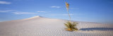 Buy Soaptree Yucca, White Sands National Monument, New Mexico, USA at AllPosters.com