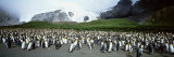 King Penguins, Gold Harbor, South Georgia Island, Falkland Islands