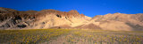 Wild Flowers Grown in the Valley, Death Valley National Park, Nevada, California, USA
