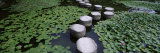 Water Lilies in a Pond, Helan Shrine, Kyoto, Japan