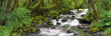 Olympic National Park, Washington State, USA