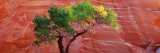A Cottonwood Tree in Front of a Sandstone Wall, Escalante National Monument, Utah, USA