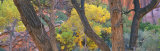 Cottonwood Trees in a Forest, Escalante National Park, Utah, USA