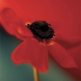 Buy Red on Turquoise at AllPosters.com