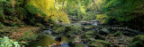 Stream Flowing Through Forest, Eller Beck, England, United Kingdom