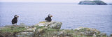 Atlantic Puffins Perching on Rocks, Maberly, Newfoundland and Labrador, Canada (Fratercula Arctic)