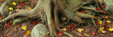 Close-up of Tree Roots, Sleeping Bear Dunes National Lakeshore, Michigan, USA