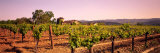 Sattui Winery, Napa Valley, California, USA