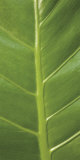 Buy Verdant Trio III at AllPosters.com