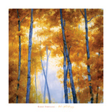 Blue Wood Canopy