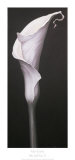 Buy My Small Lily II at AllPosters.com
