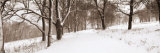 First Snow I