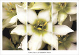 Star of Bethlehem Triptych
