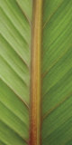 Buy Verdant Trio II at AllPosters.com