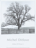 Arbres Divers I