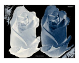 Buy Bride and Groom at AllPosters.com