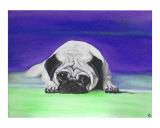 Pug Dog