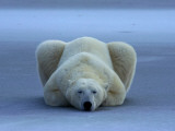 A portrait of a sleeping polar bear