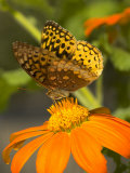 Buy A Skipper-Type Butterfly Feeding on an Orange Flower at AllPosters.com