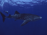 A Diver Swims with a 35-Foot-Long Whale Shark