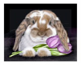 Buy Tulip at AllPosters.com
