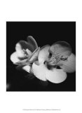 Quince Blossoms IV