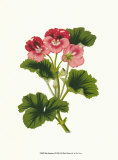 Pink Geranium I