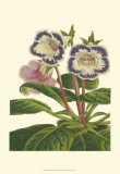 Buy Gloxinia Garden I at AllPosters.com