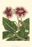 Buy Gloxinia Garden III at AllPosters.com