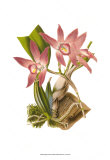 Buy Blushing Orchids I at AllPosters.com