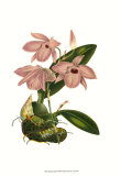 Buy Blushing Orchids III at AllPosters.com