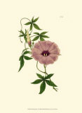 Morning Glory I