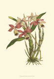 Buy Blushing Orchids II at AllPosters.com