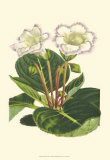 Buy Gloxinia Garden IV at AllPosters.com