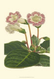 Buy Gloxinia Garden II at AllPosters.com