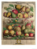 March, from 'Twelve Months of Fruits', by Robert Furber, 1732 Giclee Print