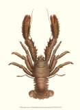 Antique Lobster II