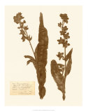 Pressed Flower Study IV