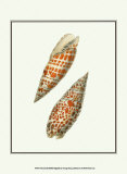 Volute Shells
