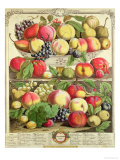 Buy September, from "Twelve Months of Fruits", by Robert Furber, 1732 at AllPosters.com