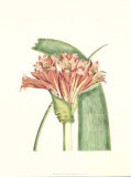 Buy Garden Romance II at AllPosters.com
