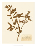 Pressed Flower Study III