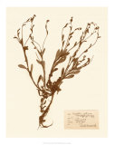 Pressed Flower Study II