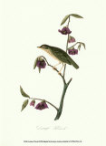 Thrush