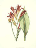 Buy Tropical Canna II at AllPosters.com