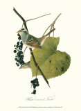 Finch